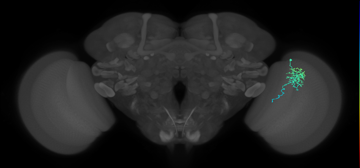 Dm16_R (MaleCNS:76037)