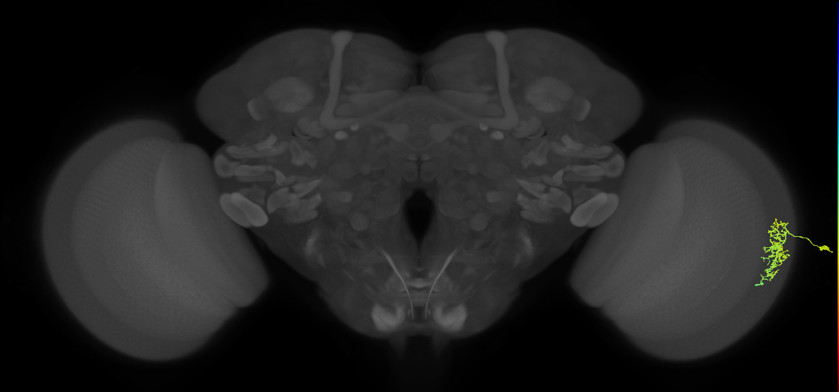 Dm16_R (MaleCNS:67832)