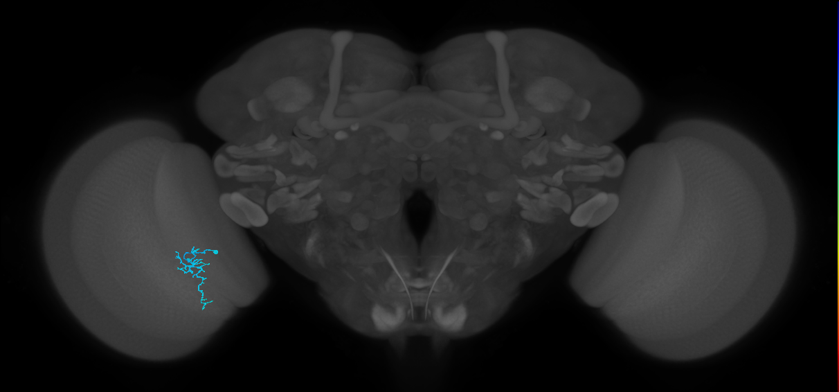 Dm16_L (MaleCNS:126725)