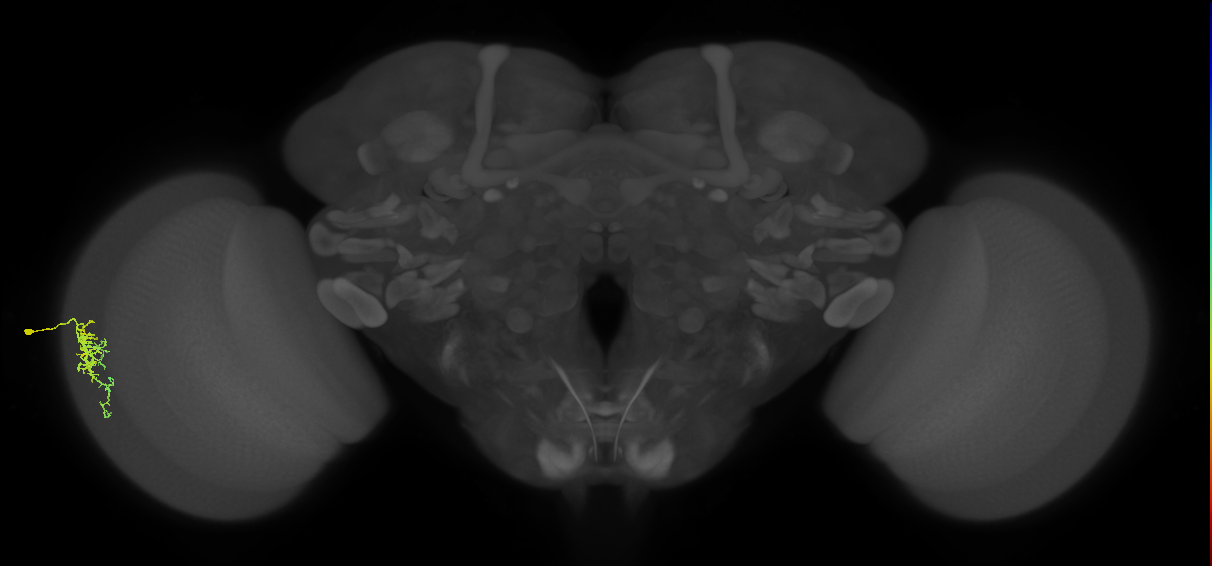 Dm16_L (MaleCNS:87974)