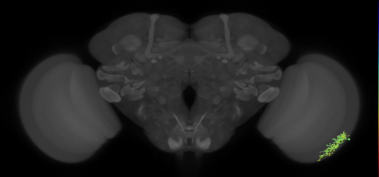 Dm16_R (MaleCNS:53562)