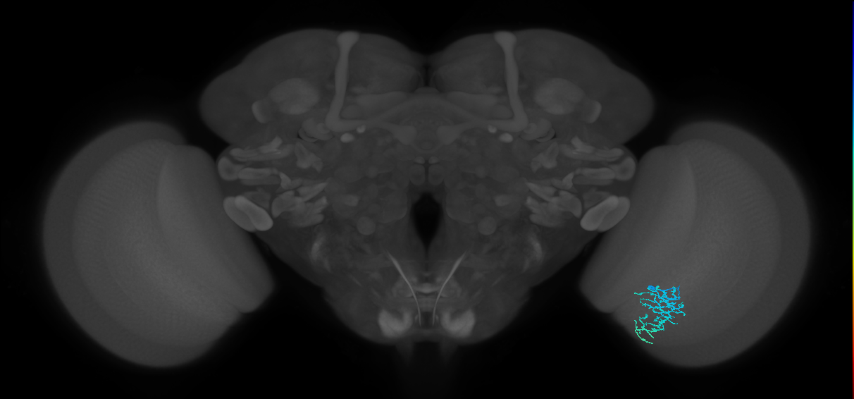 Dm16_R (MaleCNS:84136)