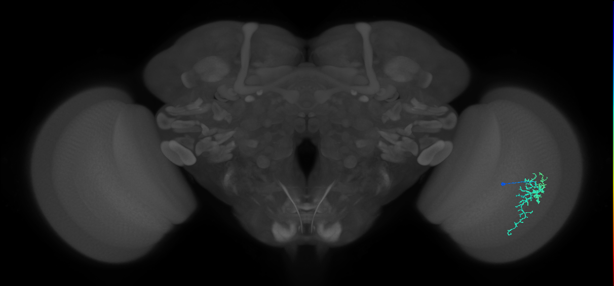 Dm16_R (MaleCNS:78590)