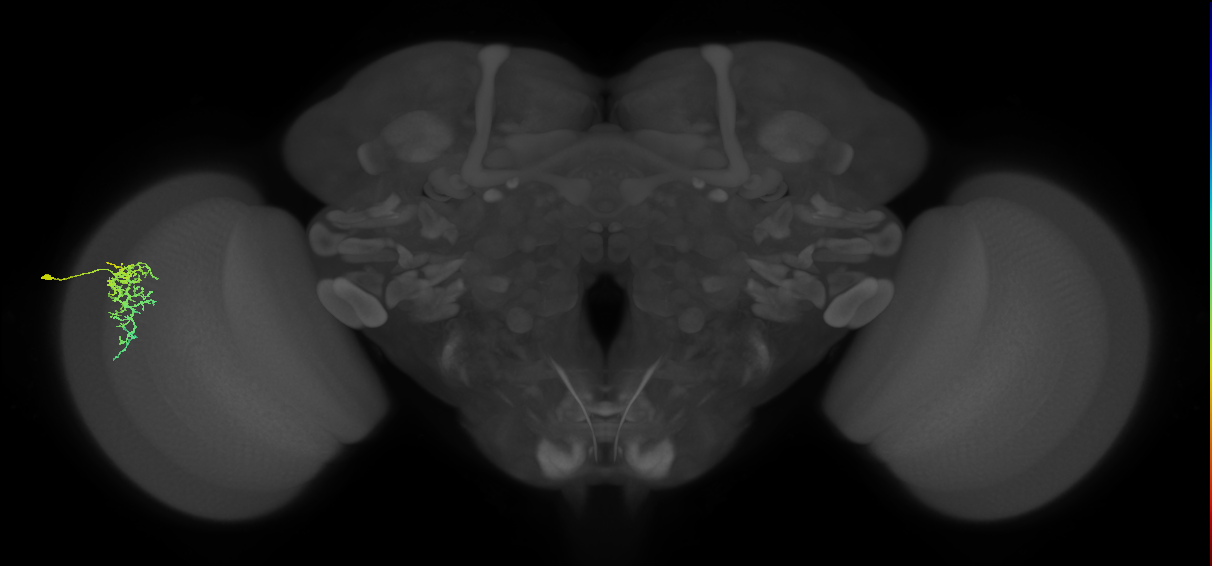 Dm16_L (MaleCNS:69018)