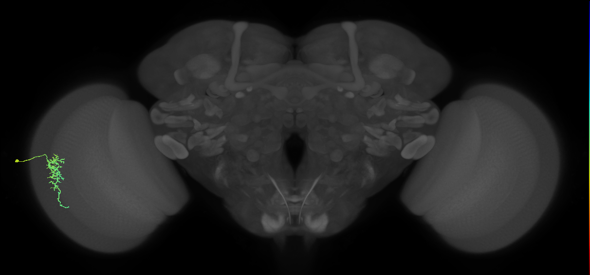 Dm16_L (MaleCNS:80676)