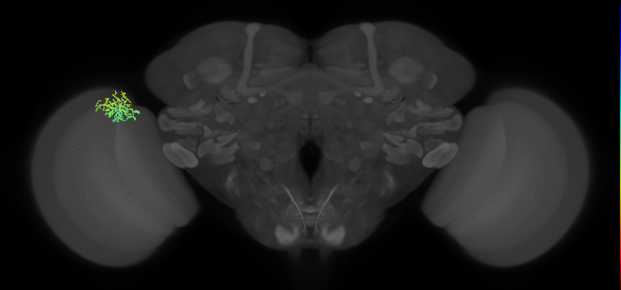 Dm16_L (MaleCNS:130984)