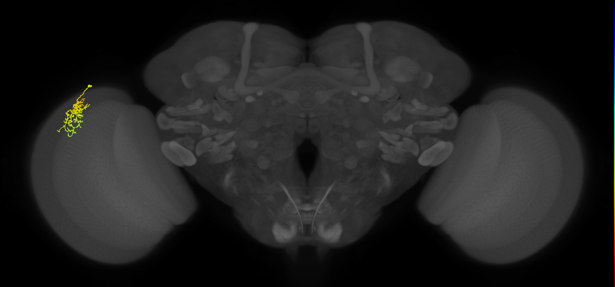 Dm16_L (MaleCNS:80980)