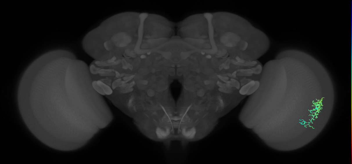 Dm16_R (MaleCNS:59382)