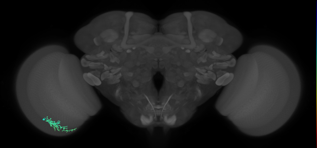 Dm16