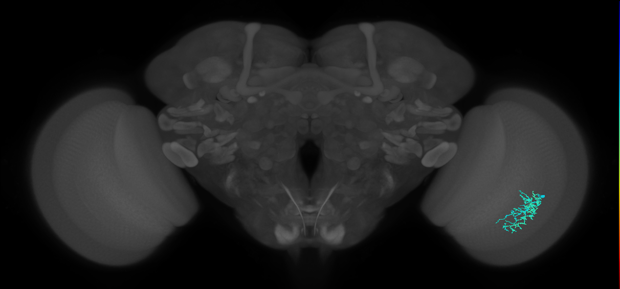 Dm16_R (MaleCNS:74299)