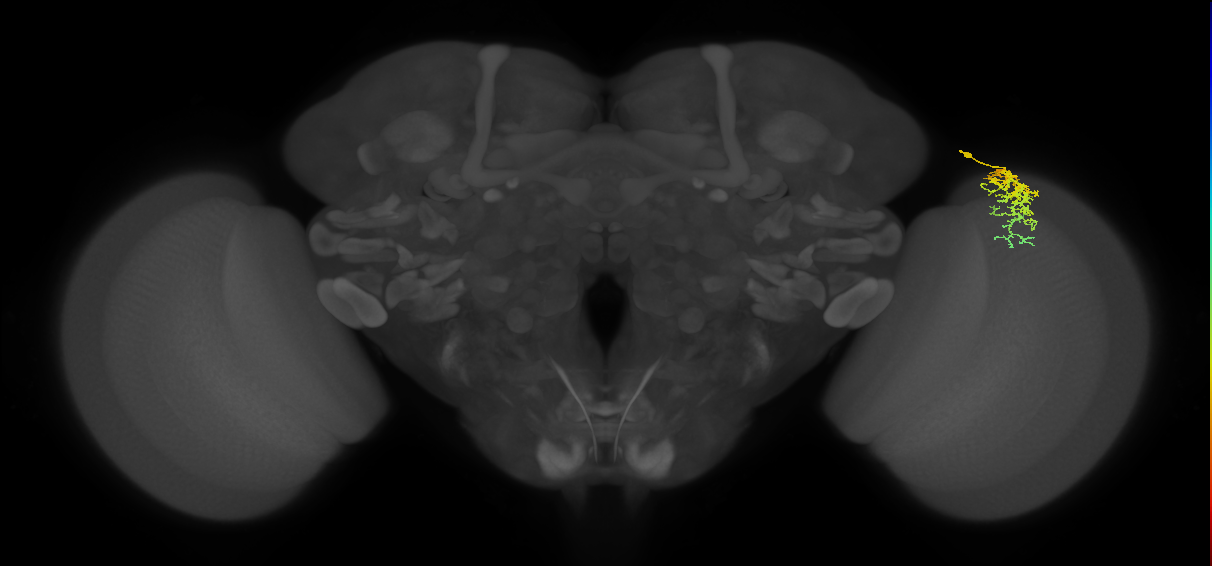 Dm16_R (MaleCNS:76092)