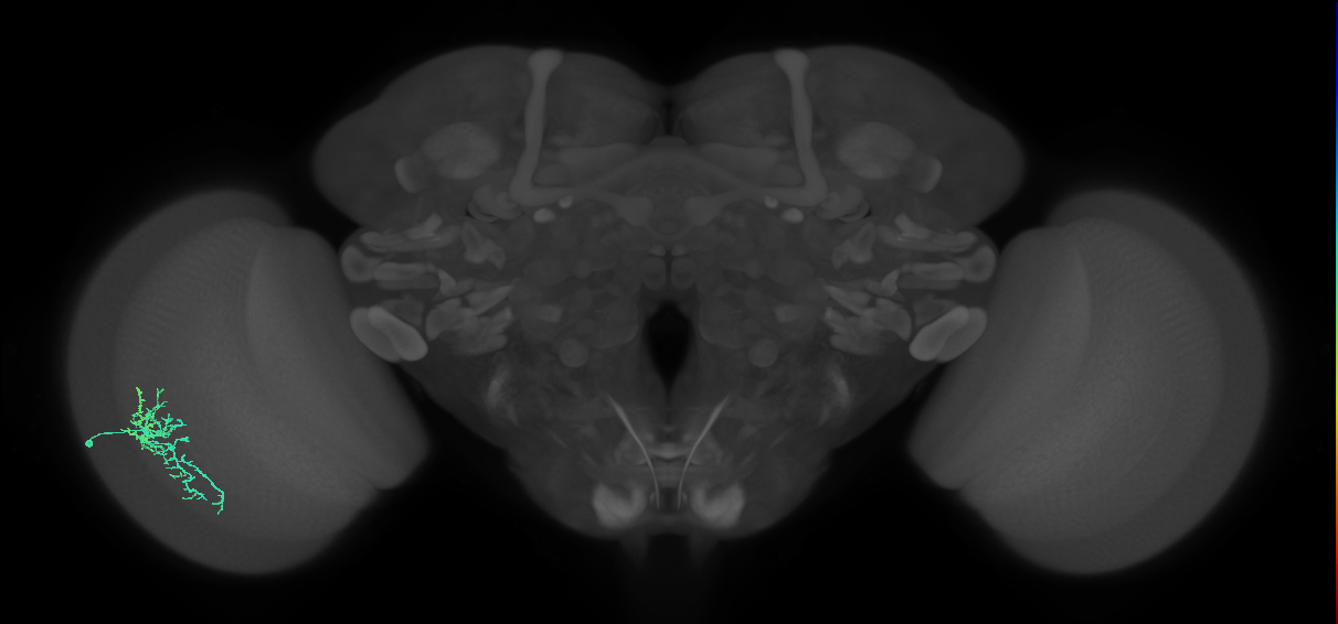 Dm16_L (MaleCNS:539123)