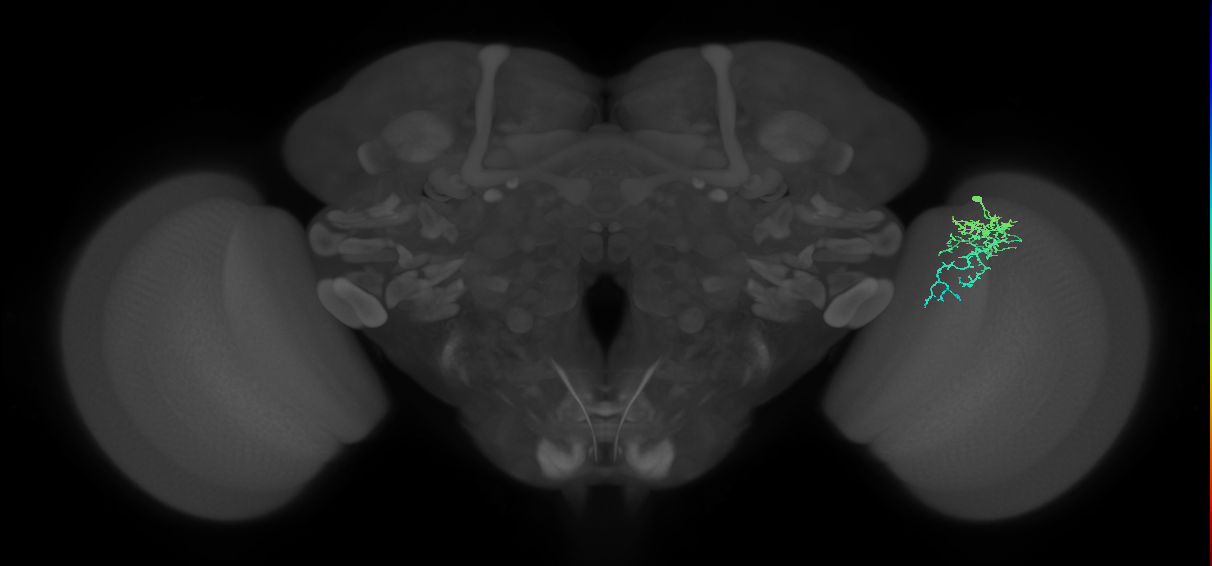 Dm16_R (MaleCNS:81183)