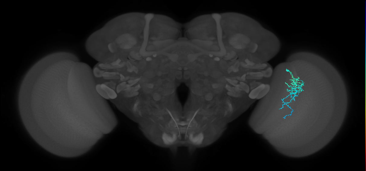 Dm16_R (MaleCNS:84187)