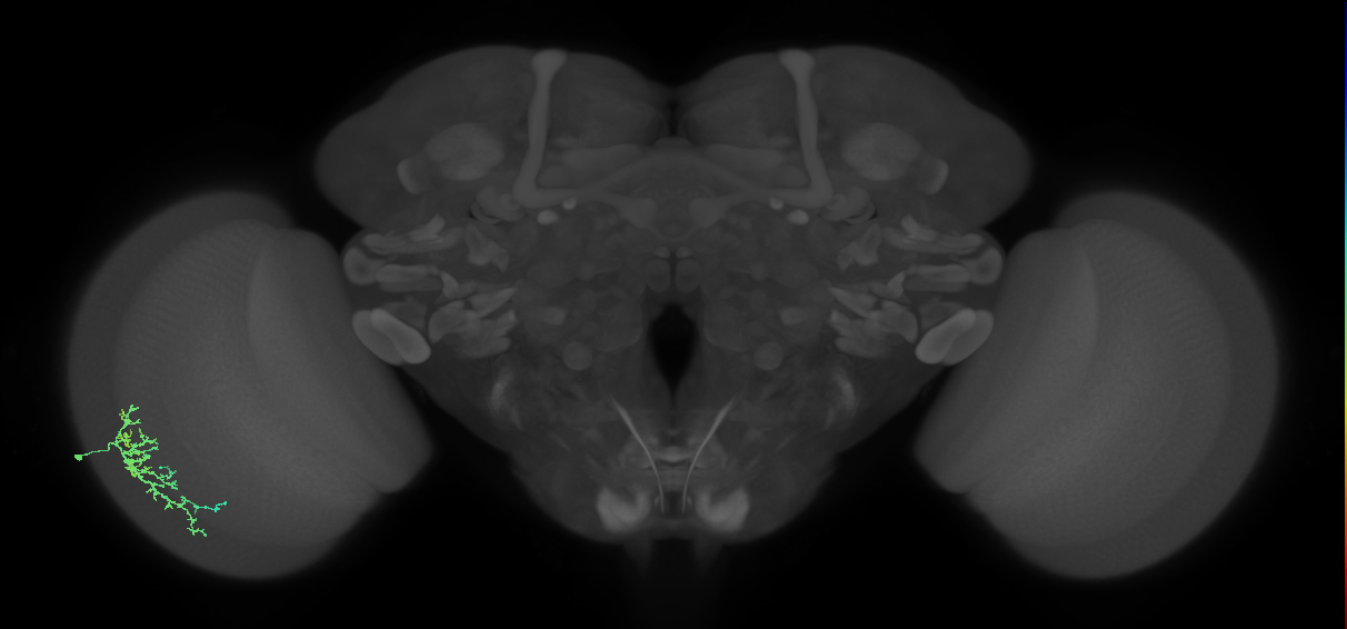 Dm16_L (MaleCNS:534150)