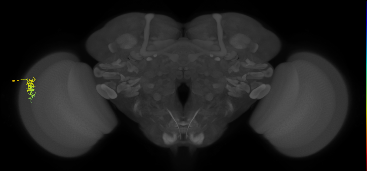 Dm16_L (MaleCNS:541492)