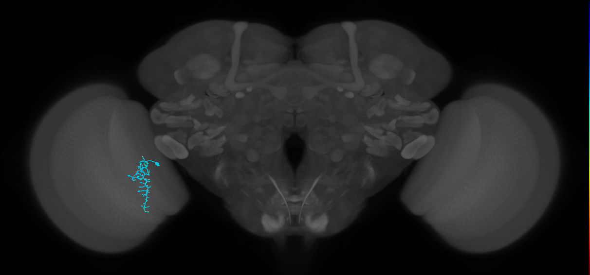 Dm16_L (MaleCNS:546378)