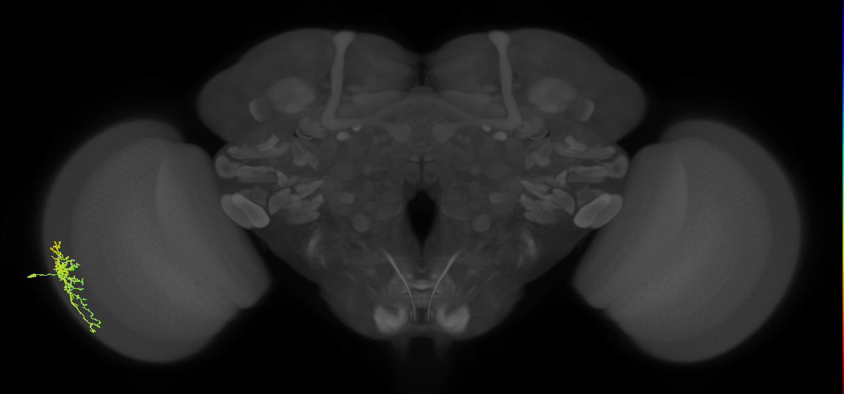 Dm16_L (MaleCNS:531012)