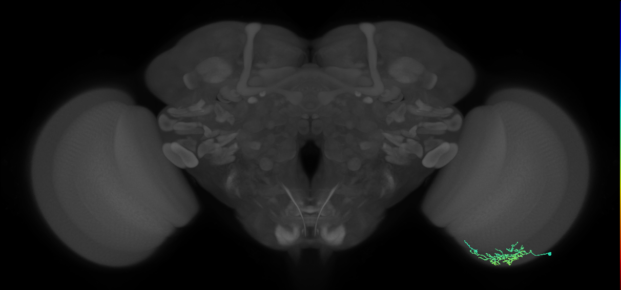 Dm16_R (MaleCNS:67462)