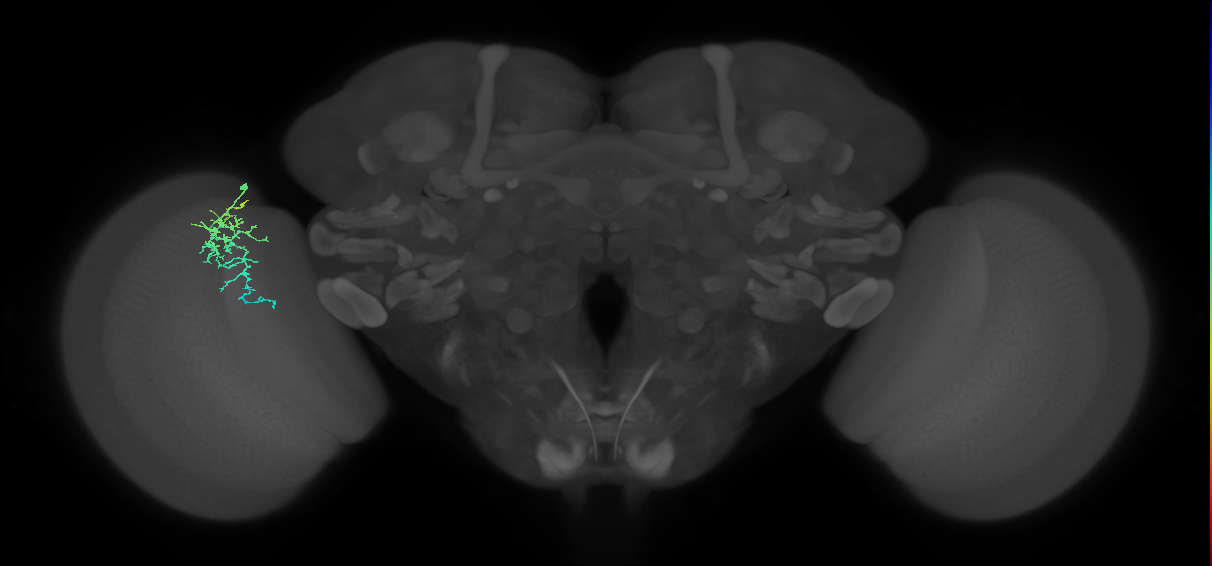 Dm16_L (MaleCNS:184951)