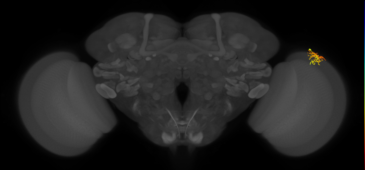 Dm16_R (MaleCNS:94333)