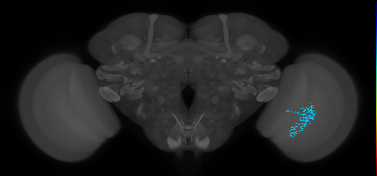 Dm16_R (MaleCNS:73772)