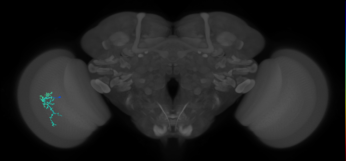 Dm16_L (MaleCNS:93377)