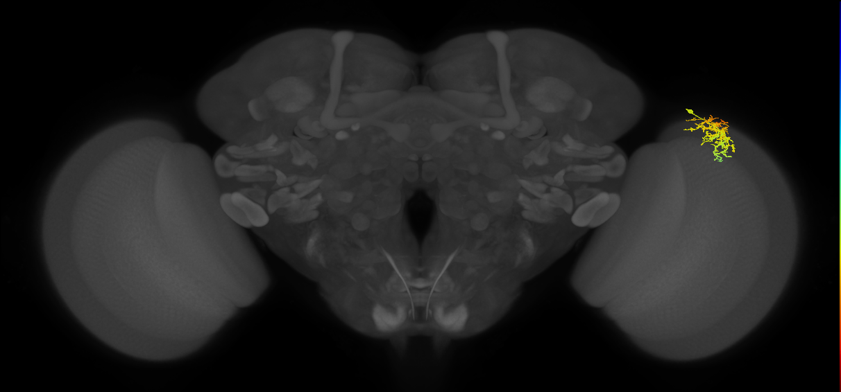 Dm16_R (MaleCNS:68877)