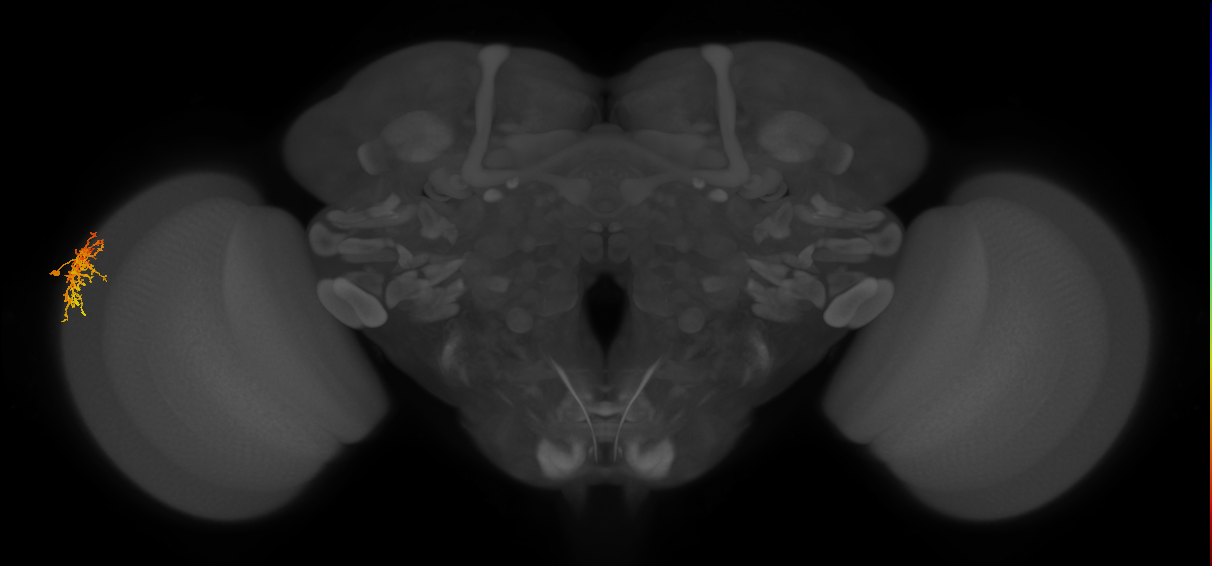 Dm16