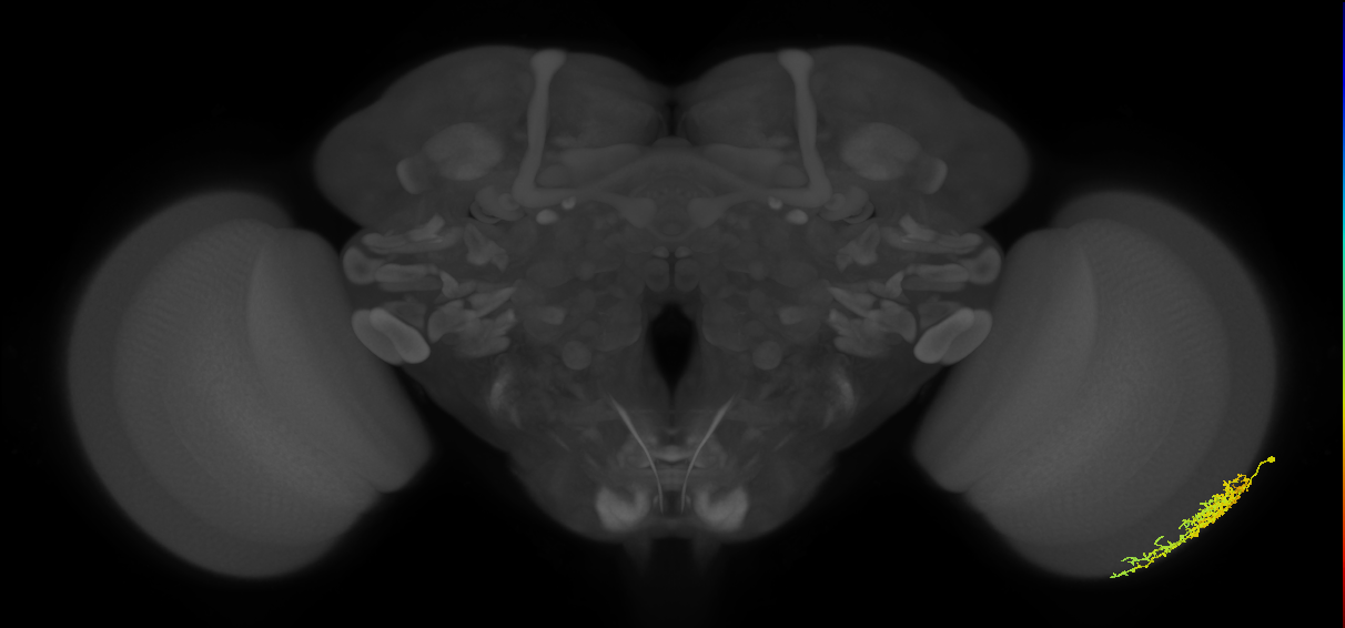 Dm16_R (MaleCNS:53054)
