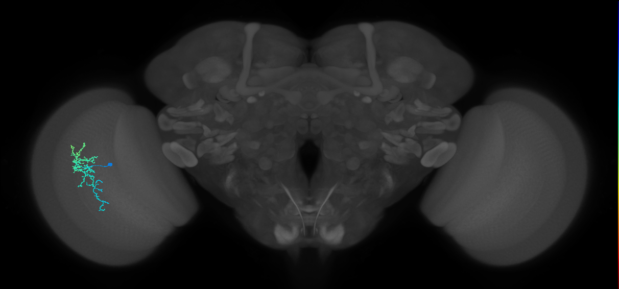 Dm16_L (MaleCNS:176175)