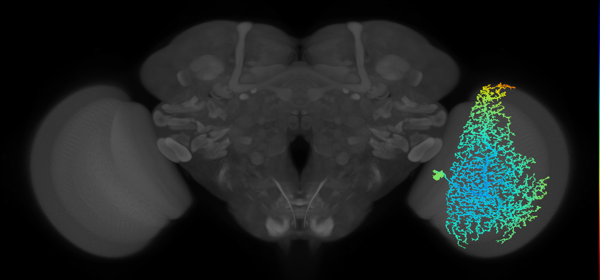 Dm17_R (MaleCNS:10845)