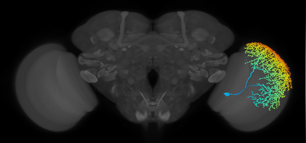 Dm17_R (MaleCNS:11188)