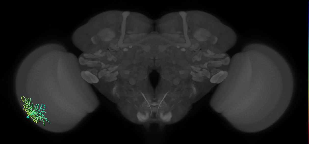 Dm18_L (MaleCNS:534534)