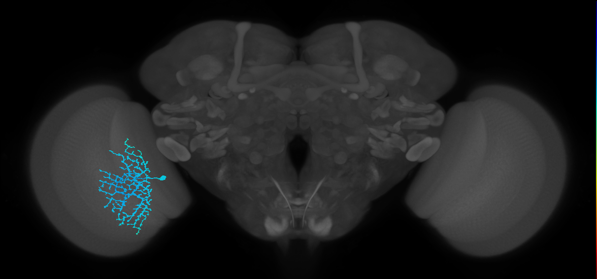 Dm18_L (MaleCNS:13817)