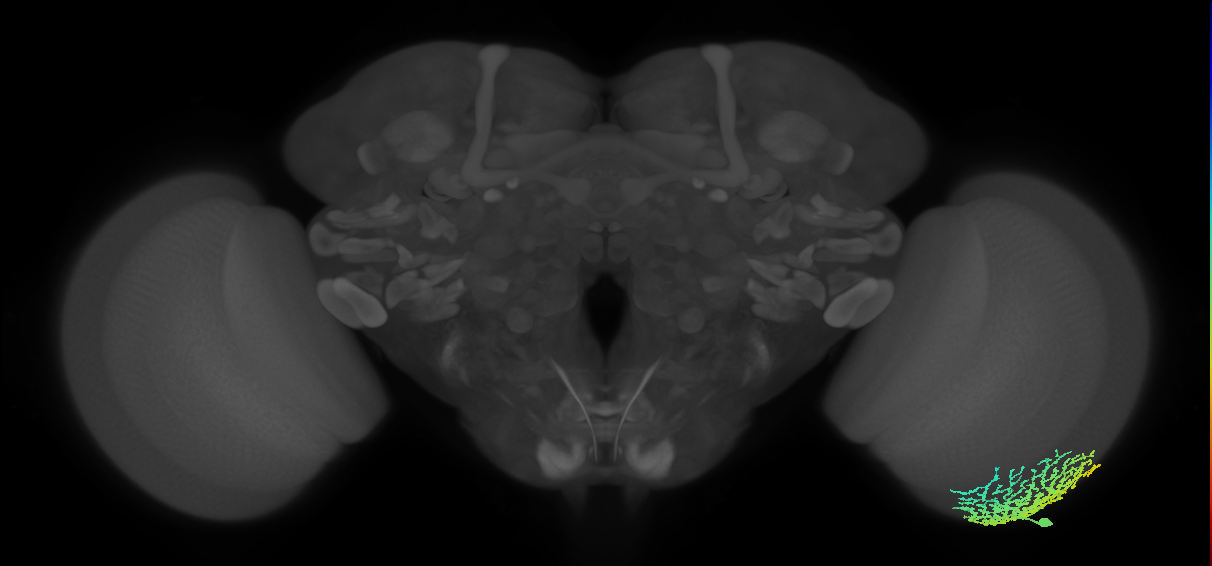 Dm18_R (MaleCNS:17301)