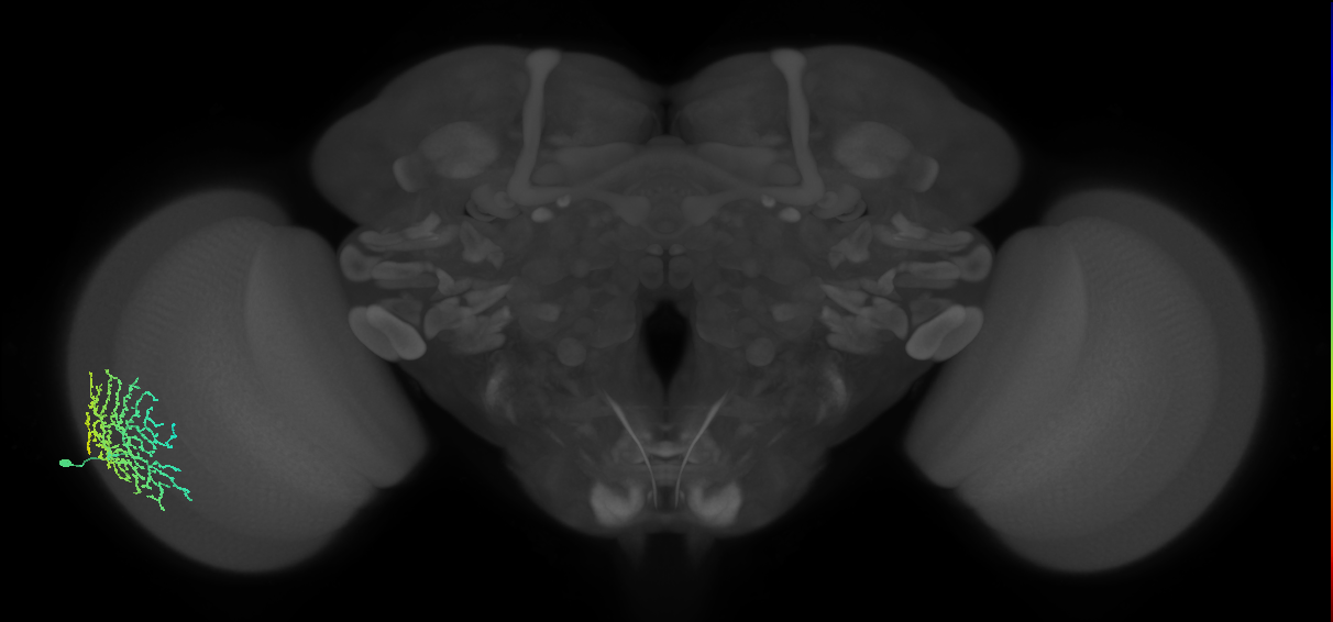Dm18_L (MaleCNS:20158)