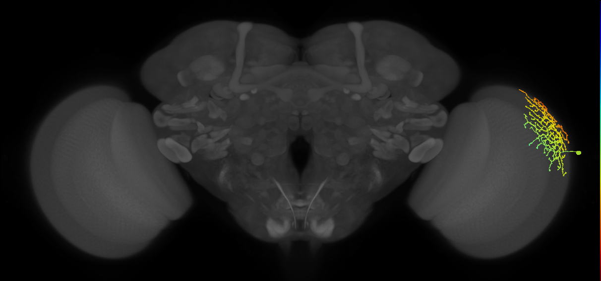 Dm18_R (MaleCNS:17354)