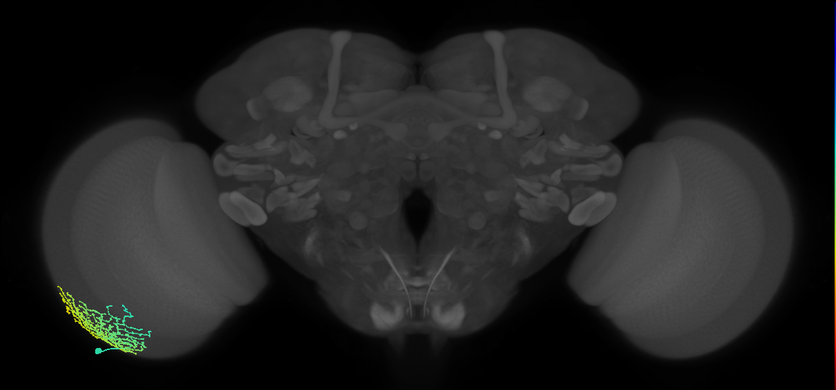 Dm18_L (MaleCNS:519050)