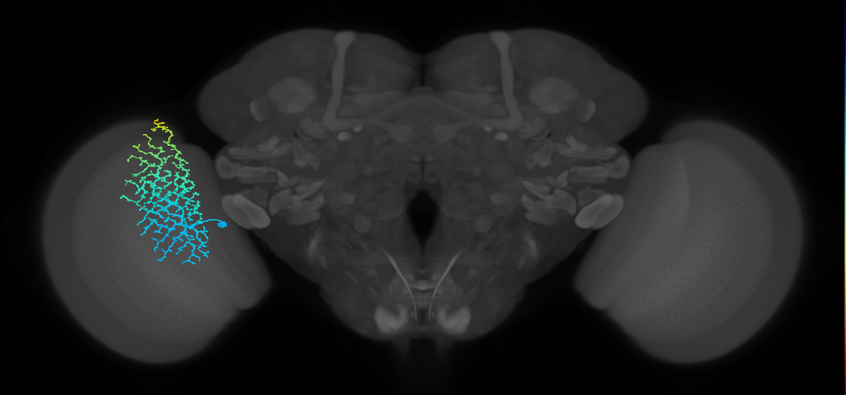 Dm18_L (MaleCNS:26309)