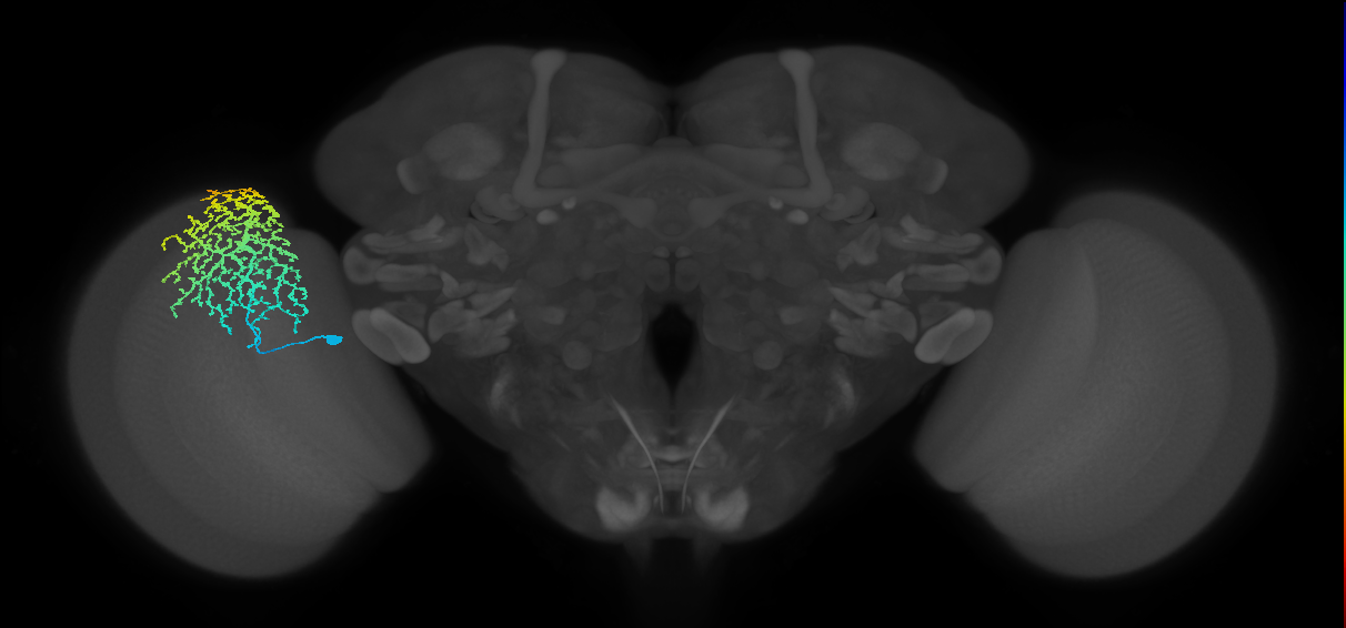 Dm18_L (MaleCNS:14227)