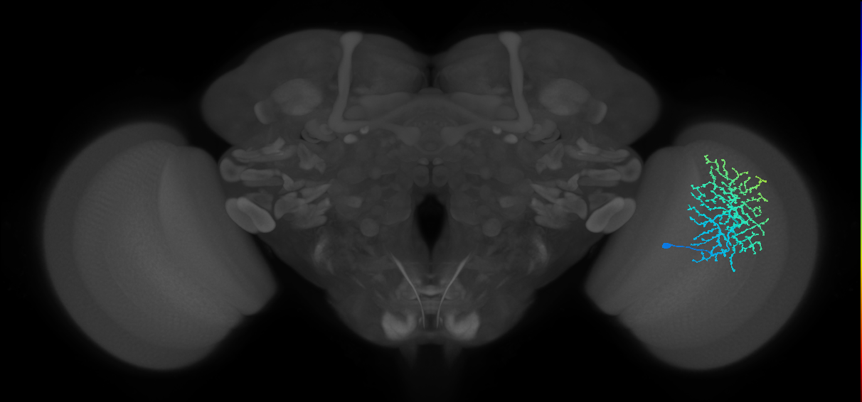 Dm18_R (MaleCNS:18595)