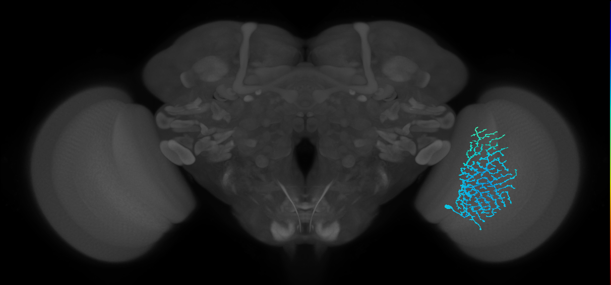 Dm18_R (MaleCNS:16465)