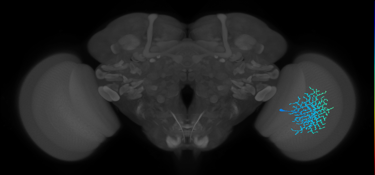 Dm18_R (MaleCNS:17799)