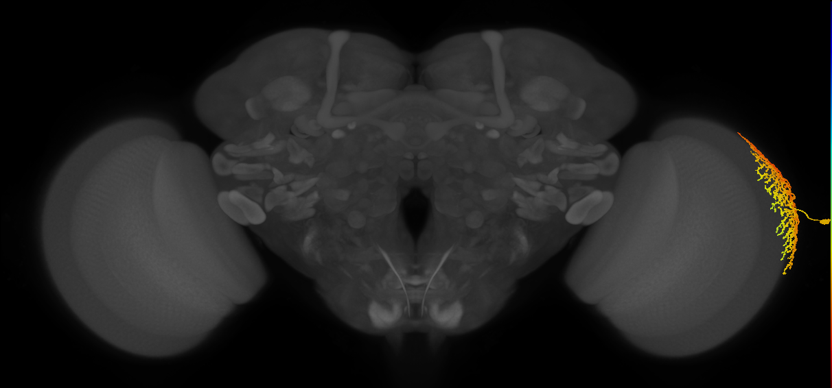 Dm18_R (MaleCNS:21646)