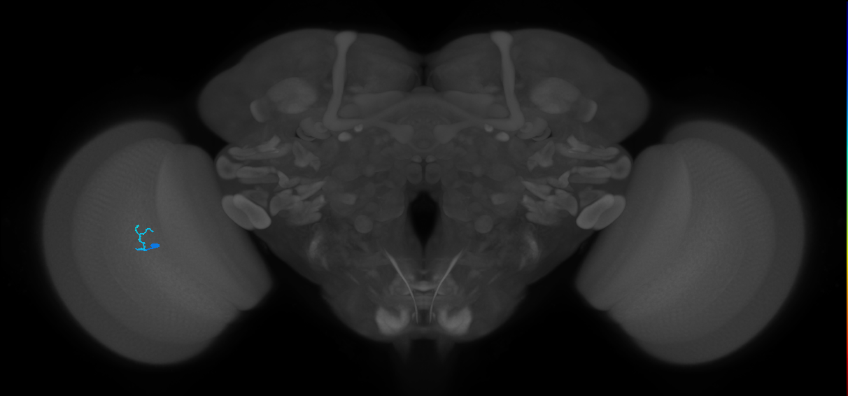 Dm18_L (MaleCNS:566351)