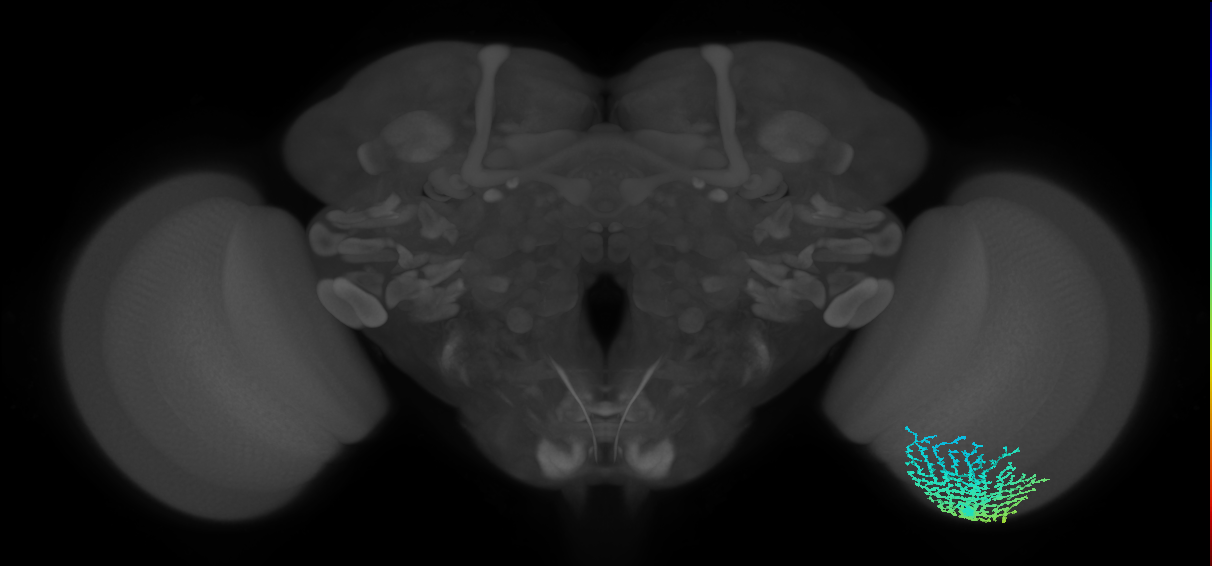 Dm18_R (MaleCNS:16587)