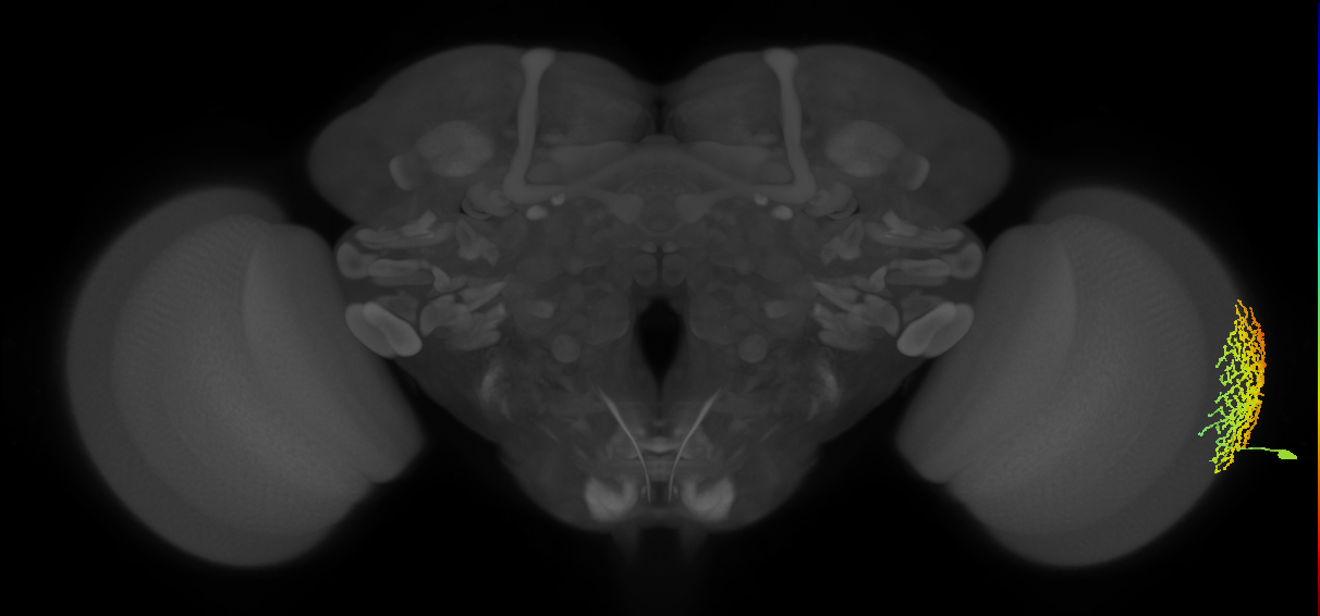 Dm18_R (MaleCNS:15891)