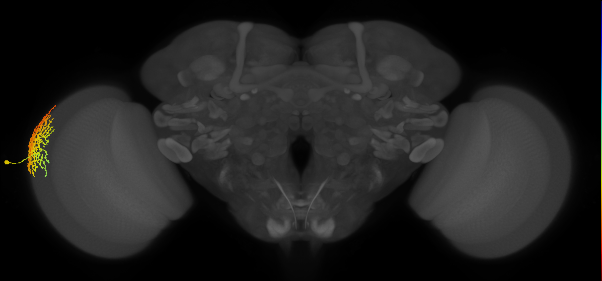 Dm18_L (MaleCNS:15041)