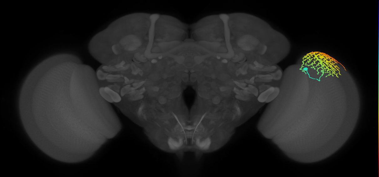 Dm18_R (MaleCNS:15094)